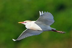 Cattle Egret